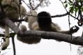 LEMURS (SIFAKAS)